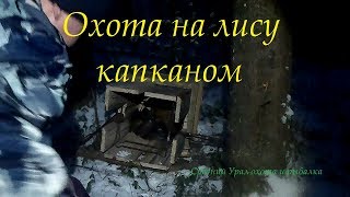 Охота на лису капканами. Установка гуманного капкана на лису