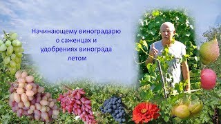 Виноград 2019  Саженцы и удобрение винограда летом