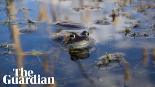 The Joy of Frogs:  a 360 film about the mating season