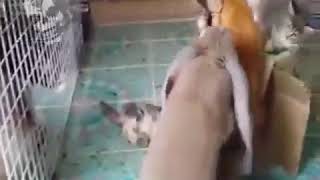 кролик насилует кошку