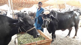 Neli Ravi |Milking Baffelows For Sale In Janwar Mandi Doli Shaeed Malomor