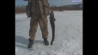 Апрельская рыбалка на Витиме. Часть 3. Рыбалка.