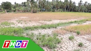 Hạn mặn gây thiệt hại hơn 5.300 ha lúa tại Bến Tre | THDT