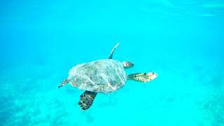 сноркинг на острове фуладу (fulhadhoo)