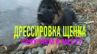 Дрессировка щенка.Щенок немецкой овчарки. Алекс, 1,5 месяца"ПРИУЧАЕМ К МЕСТУ"