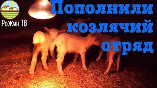 ТРЕХ КОЗЛЯТ? МЫ ТОЧНО НЕ ЖДАЛИ? ОКОТ У КОЗ
