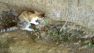 Cat vs Mouse ... !!.  EPIC Watch till end!!