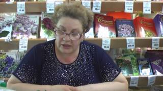 ДФ. Адениумы из семян