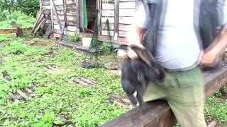 как поймать сбежавшего из вольера кролика