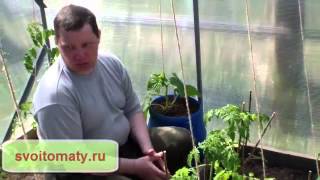 Ранний огурец в баке в томатной теплице