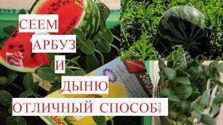 Рассада Арбуза, Рассада Дыни. Отличный Способ Посева на Рассаду!