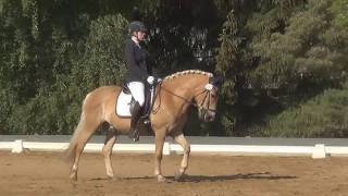 E-Dressur E6 21.05.2017 WN 7,2 6. Platz