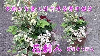 ヒサカキ・フッキソウ・ヘデラ・ヒューケラ・アジュガ【葉っぱの色が美しい寄せ植えの作り方】作った時から美しい寄せ植え8分57秒／花創人はなそうにん岐阜愛知寄せ植えハンギングバスケット教室