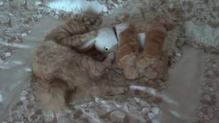 КУРБОБ РИККИ ИГРАЕТ С СОБАЧКОЙ БОБОЙ RIKKI RACQUES PLAYING WITH BOB BOY