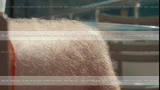 Close up male hairy leg in summer shorts at sunny day. Man with hairy legs tanning in beach shorts