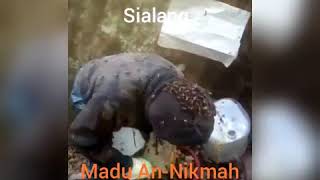 Panen Madu Hutan Rimba Yang Meneganggkan