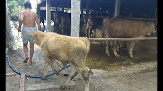 Bán bò giống, bò chuyên nuôi thịt, bò vổ béo, Clip vận chuyển bò giao cho khách. LH: 0934764948