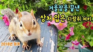 상처 입은 다람쥐 쳐키... 겨울잠을 끝내고 내게 돌아왔습니다. Chipmunk Chucky Comes Back From Winter Sleep With An Injury