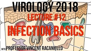 Virology Lectures 2018 #12: Infection Basics