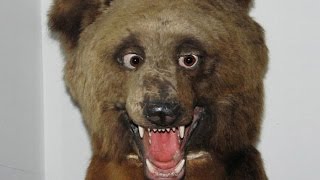 ПЬЯНЫЕ ЖИВОТНЫЕ НАРКОМАНЫ