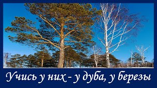 Афанасий Фет "Учись у них - у дуба, у березы"