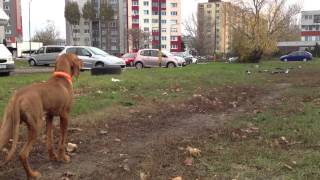 sunny hungarian pointer, madarska vyzla, Magyar Vizsla