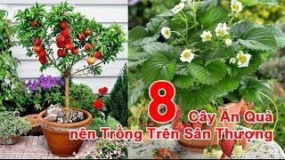 8 Cây Ăn Quả nên Trồng Trên Sân Thượng