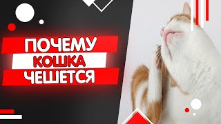 Почему кошка чешется: блохи, лишай, аллергия и другие причины зуда