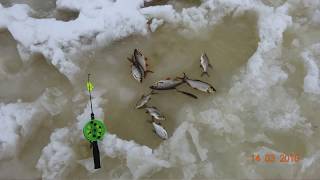 просто с удочкой на водоем №46 - 12-14 марта 2018г д.Богданово рыбалка на Десногорском водохранилище
