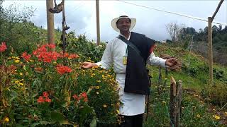 Finca Silletera Los Girasoles - Serie Tradición y Sabor