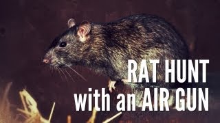 Hunting Rats with Gamo Air Rifle | Cluckwork Orange