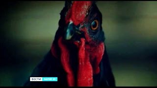 Фильм «Петух» режиссёра Алексея Нужного увидели зрители Йошкар-Олы - Вести Марий Эл