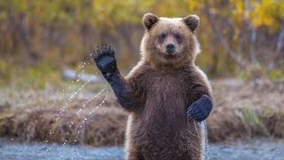 ► Танцующие медведи! Это нужно видеть ?