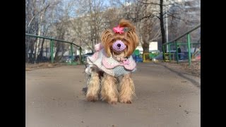 Осторожно-Догхантеры! Как связать намордник собаке
