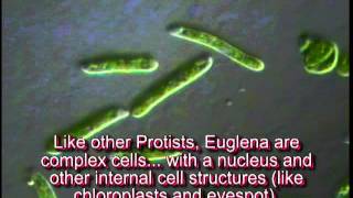 Euglena tutorial