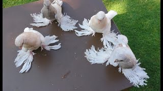 Очень Красивая Коллекция Голубей в Германии / Collection of Doves in Germany(Николай Быков)