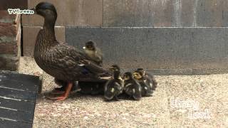 LibraryLook: Duck with NewBorns - Eend met jongen