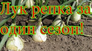 Лук репка за один сезон, сеем рассаду ч.1