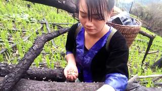 hmong new movie 2017 am nkaub tus na ej mus de nceb txhais rau peb noj