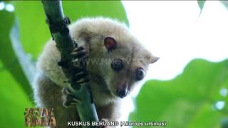 Kuskus Beruang dari Haruku - Jejak Rimba (28/5)
