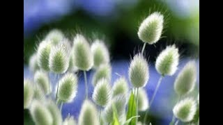 ЛУЧШИЕ ДЕКОРАТИВНЫЕ ЗЛАКИ ДЛЯ ВАШЕГО САДА