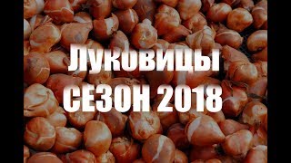 Луковицы | Сезон 2018  | Agro-Market.ua