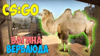 CS:GO - Вагина верблюда