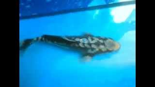 Koi @ Zoo & Co Büdelsdorf
