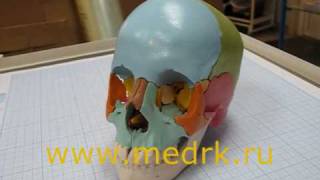 Модель черепа человека разборная цветная