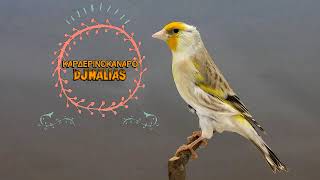 -ΚΑΡΔΕΡΙΝΟΚΑΝΑΡΟ- (canary-Goldfinch mule 2018)