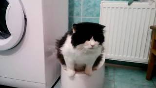 Автоматический туалет для кошек и мелких собак Kopfgescheit (Sly Cat, PetWC)