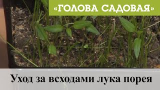 Голова садовая - Уход за всходами лука порея