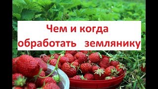 Обработка земляники по СХЕМЕ-залог прибыльного бизнеса.Часть 3.