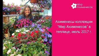 Ахименесы в теплице в июле (экскурсия по коллекции Мир ахименесов)